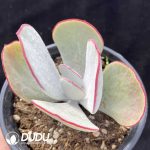 Cotyledon Orbiculata Hakubi - Image 2