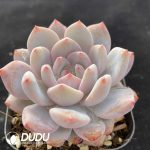 Echeveria Elegans Potosina - Image 2