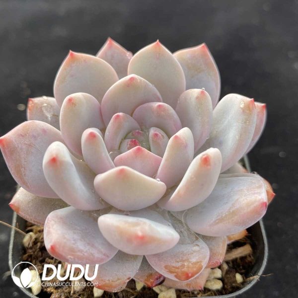Echeveria Elegans Potosina - Image 2