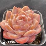 Echeveria Ice Soul - Image 2