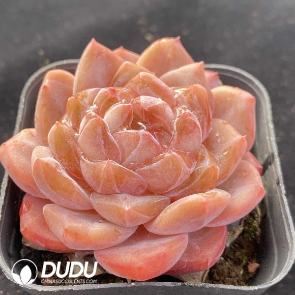 Echeveria Ice Soul - Image 2