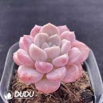 Echeveria Bai Lu - Image 2