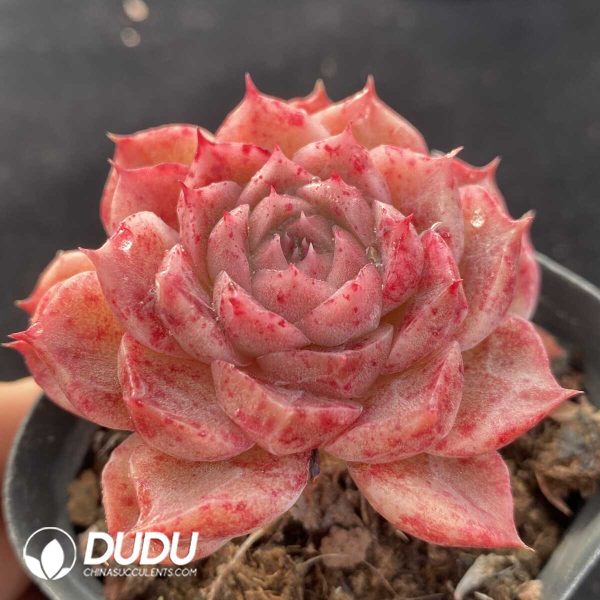 Echeveria Xiang Ni - Image 2