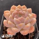 Echeveria Creamy Rose - Image 2