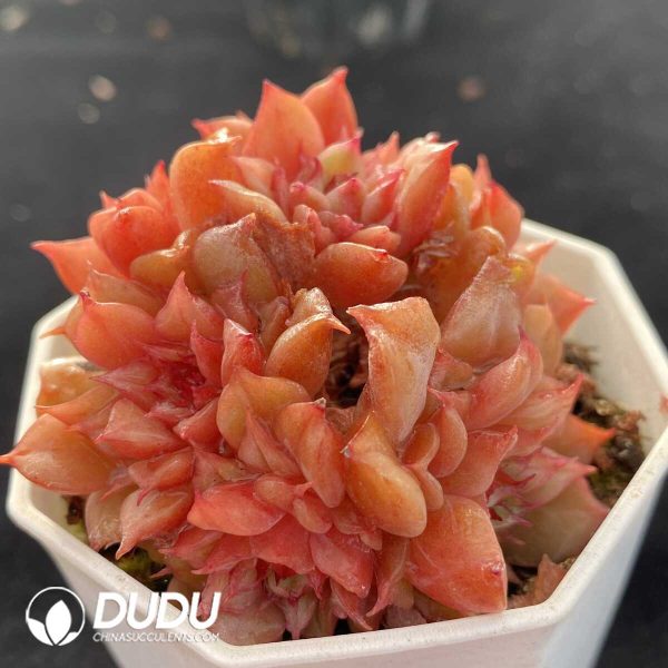 Echeveria Tesla Clustering - Image 2