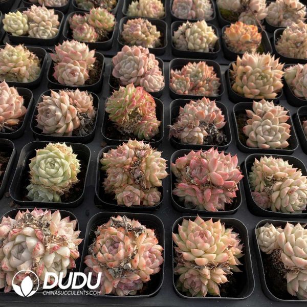 Echeveria Elegans Alba Hybrid - Image 2