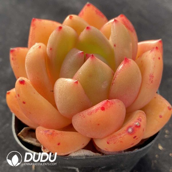 Echeveria Anke - Image 2