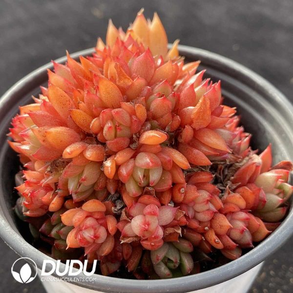 Echeveria Red Wine Peach Clustering - Image 2