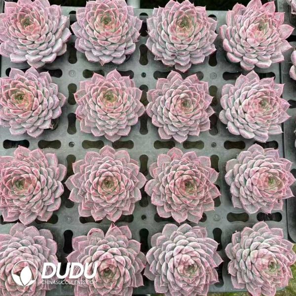 Echeveria Eiffel Tower - Image 2