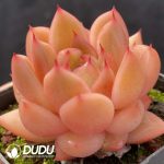 Echeveria Jenny - Image 2