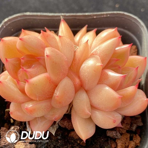 Echeveria Jenny Double Head - Image 2