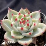 Echeveria Chihuahua - Image 2