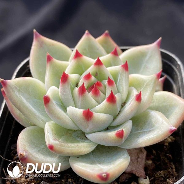 Echeveria Chihuahua - Image 2