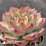 Echeveria Proly - Image 2