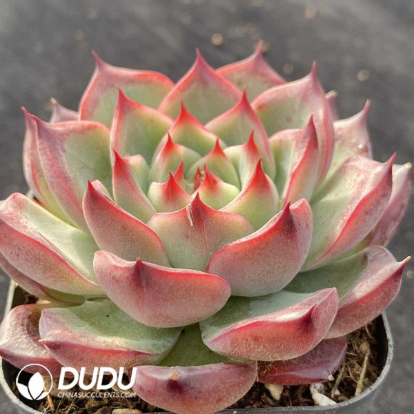 Echeveria Proly - Image 2
