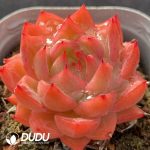 Echeveria Flower Song - Image 2