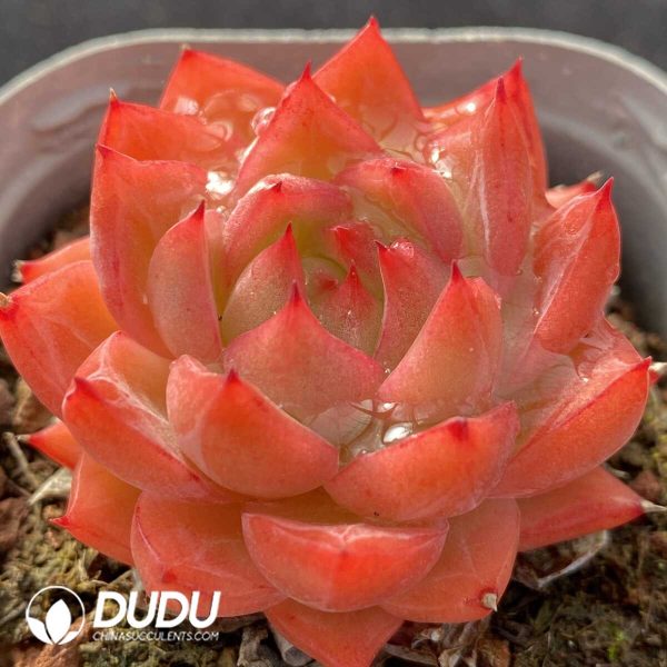 Echeveria Flower Song - Image 2