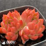 Echeveria Flower Song Double Head - Image 2