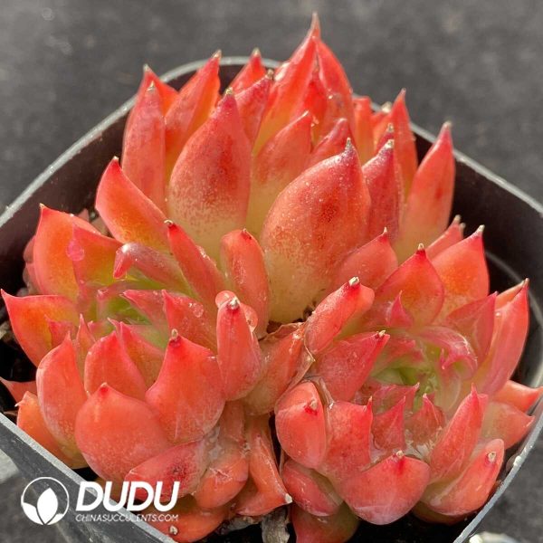 Echeveria Flower Song Clustering - Image 2