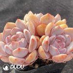 Echeveria Elegans Potosina Clustering - Image 2