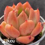 Sedum bassoon - Image 2