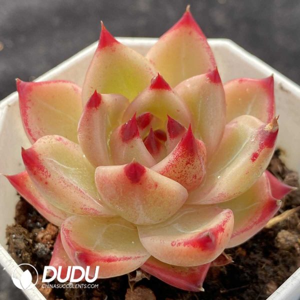 Echeveria Blue Dragon - Image 2