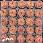 Echeveria Orange Amber - Image 2