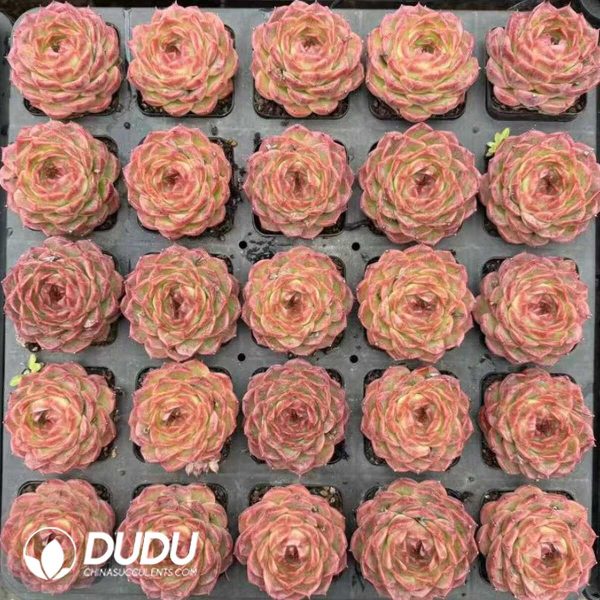 Echeveria Orange Amber - Image 2