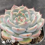Echeveria carol - Image 2