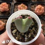 Conophytum bilobum - Image 2