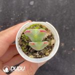 Conophytum bilobum Double Head - Image 2