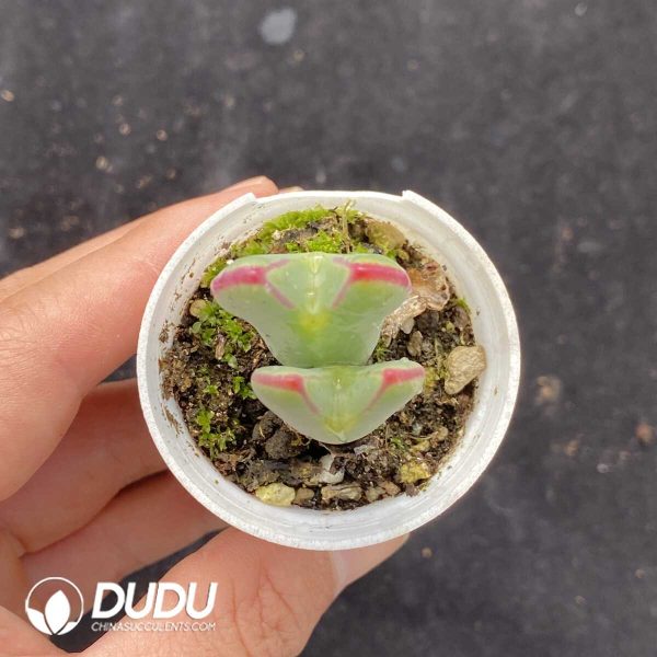 Conophytum bilobum Double Head - Image 2