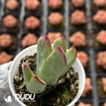 Conophytum bilobum Clustering - Image 2