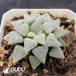Haworthia Dreamy White Christmas - Image 2
