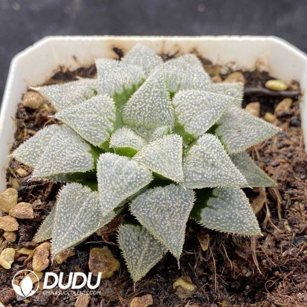 Haworthia Dreamy White Christmas - Image 2