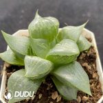 Haworthia Glacier - Image 2