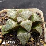Haworthia magnifica v. splendens - Image 2