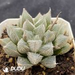 Haworthia cooperi - Image 2