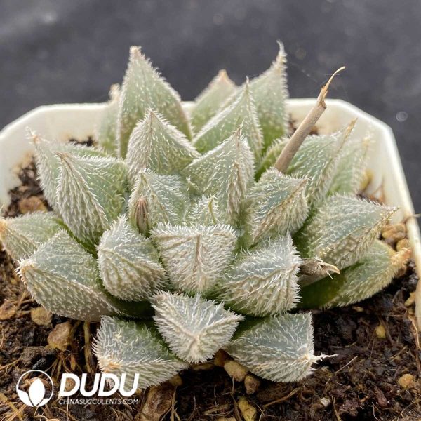 Haworthia cooperi - Image 2