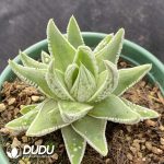Haworthia Angel's Tears - Image 2