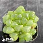 Haworthia cooperi var. pilifera - Image 2
