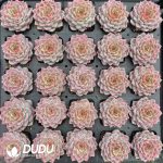 Echeveria Miss Messy Room - Image 2