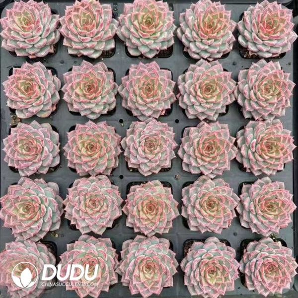 Echeveria Miss Messy Room - Image 2