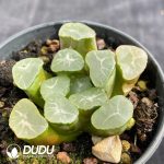 Haworthia truncata var. maughanii - Image 2