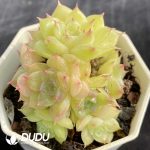 Echeveria Malgan Clustering - Image 2