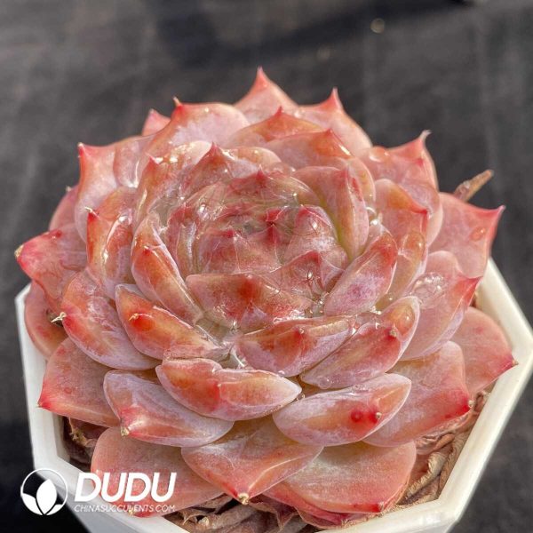 Echeveria Rosalia - Image 2