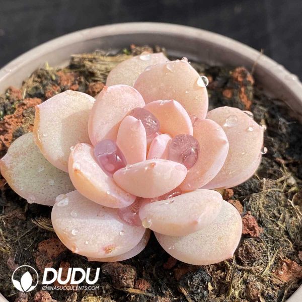 Echeveria Matcha - Image 2