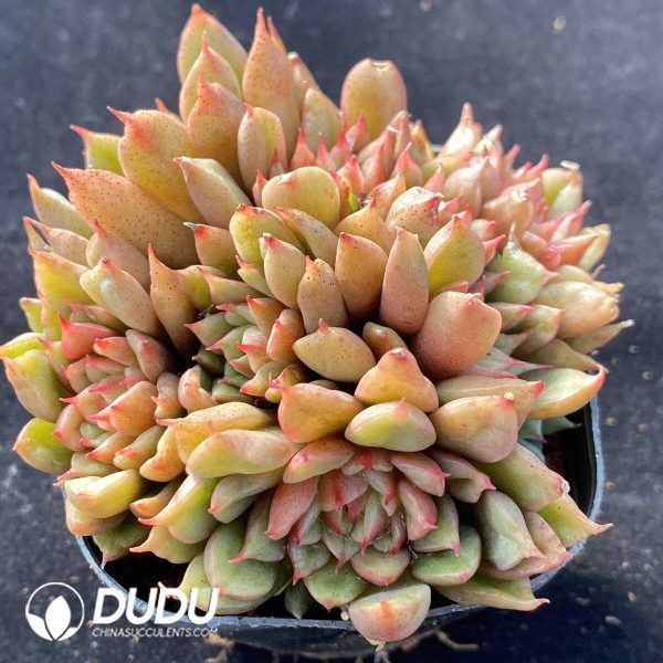 Echeveria Tesla Clustering - Image 2