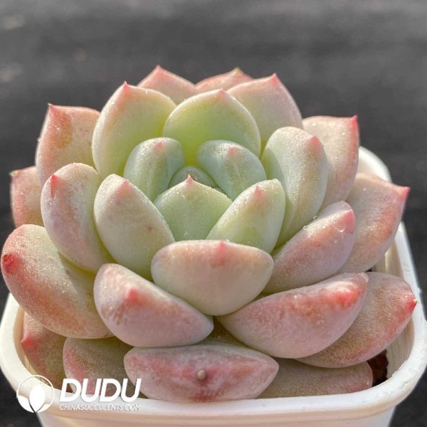 Echeveria X7 - Image 2