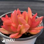 Crassula Capitella Campfire Variegated Clustering - Image 2